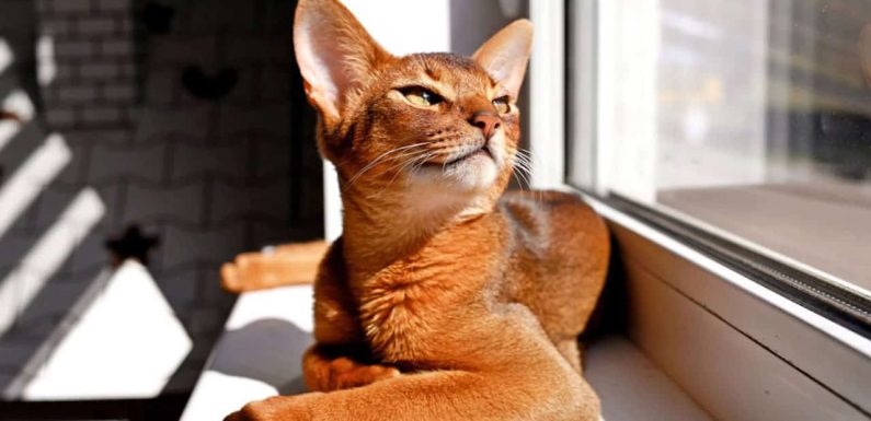 Γάτα Αβησσυνίας: Τα χαρακτηριστικά της ράτσας της