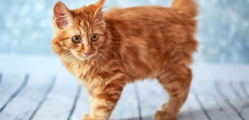 Αμερικανική γάτα Μπομπτέιλ: ο «Χουντίνι» των γατών!