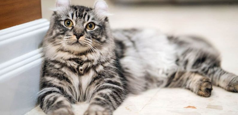 Αμερικανική γάτα Κερλ: Πληροφορίες για τη ράτσα!