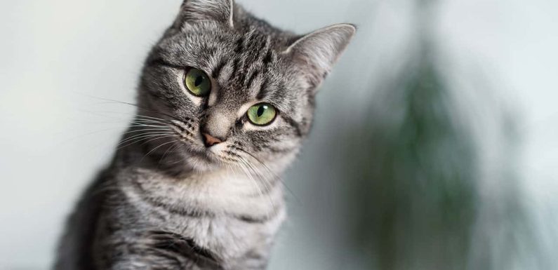 Αμερικανική Κοντότριχη Γάτα: Η μετριοπαθής ψιψίνα!