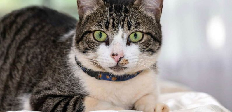 Αμερικανική Σκληρότριχη Γάτα: Γνώρισε τη ράτσα!