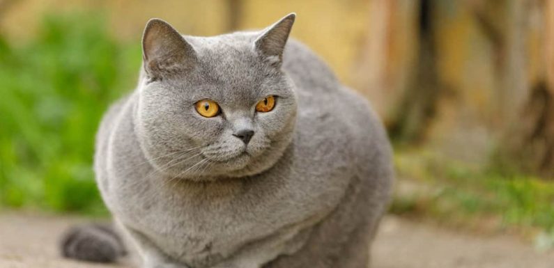 Βρετανική Κοντρότριχη γάτα: Το τέλειο κατοικίδιο!
