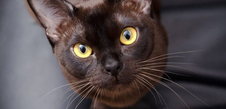 Burmese cat: Η διαδραστική & σπιρτόζα ράτσα!