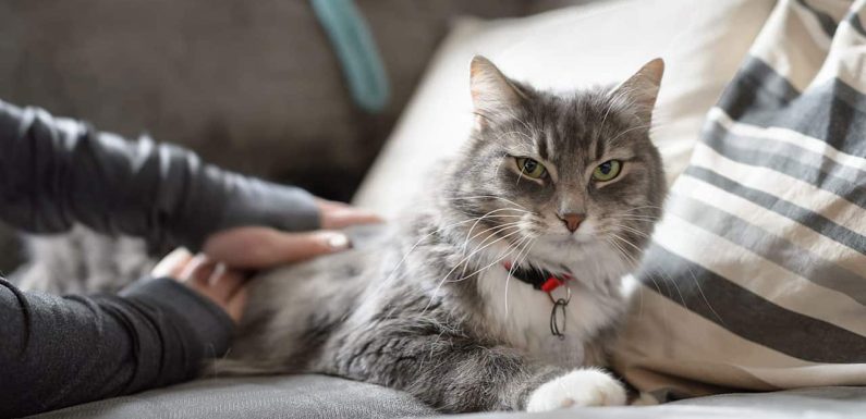 Αδέσποτη γάτα στο σπίτι: Tips που θα σε σώσουν!