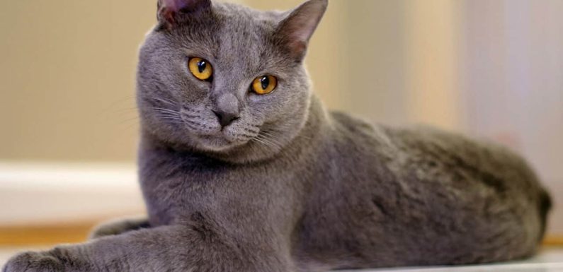 Γάτα Σαρτρέ: Η «Τζοκόντα» του βασιλείου των γατών!