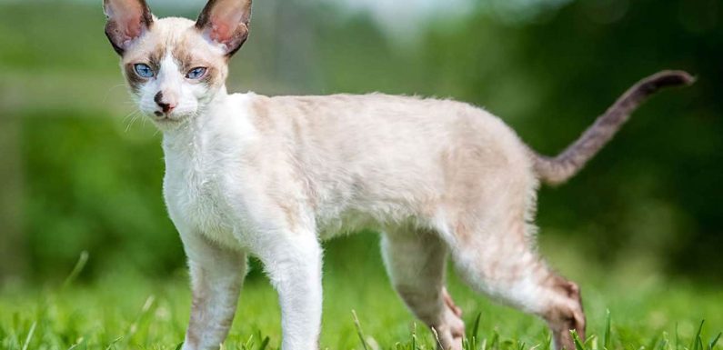 Γάτα Ρεξ της Κορνουάλης: Η «γαζέλα» των γατών!