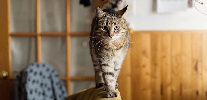 Γάτα στο σπίτι: Όλες οι ανάγκες που έχει ως κατοικίδιο!