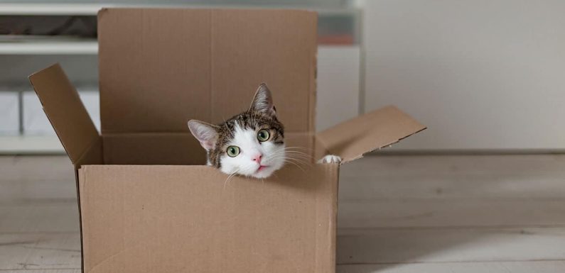 Γιατί στις γάτες αρέσουν τα κουτιά; Όλη η εξήγηση!