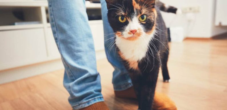 Γλώσσα σώματος γάτας: Δες τη γατίσια «άλφα βήτα»!