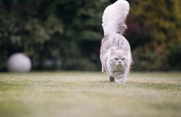 13 μακρύτριχες γάτες με πανέμορφα & μοναδικά χαρακτηριστικά!