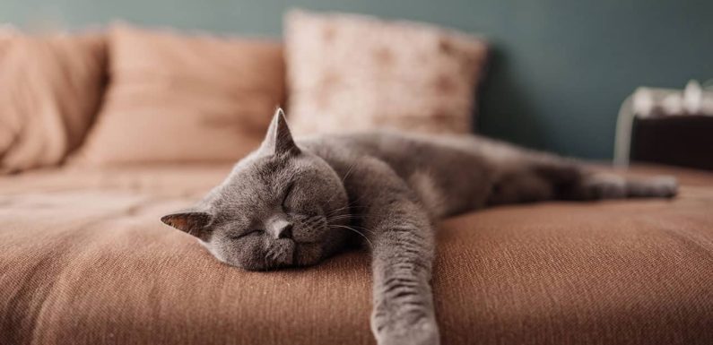 Πόσες ώρες κοιμούνται οι γάτες; Ανακάλυψε τα πάντα!