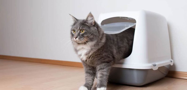 Τουαλέτα γάτας: Όσα πρέπει να ξέρεις ως νέο «γατογονέας»!