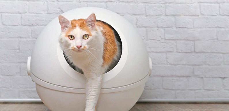 Αφόδευση γάτας: Όσα μας δείχνουν τα κόπρανα για την υγεία της