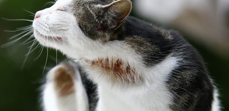 Ψύλλοι γάτας: Τι πρέπει να κάνετε μετά τη προσβολή από ψύλλους