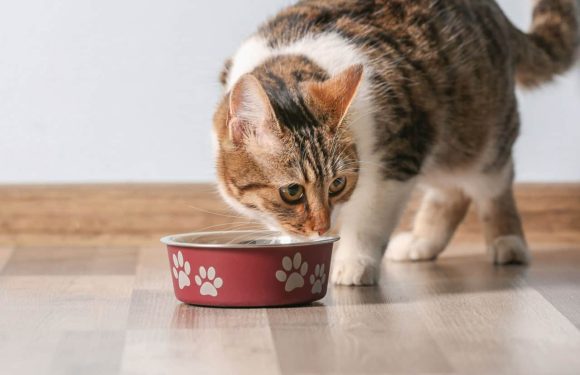 Τροφή για στειρωμένες γάτες: Τι αλλάζει στη διατροφή τους;