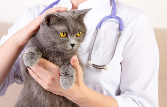 Διάρροια γάτας: Τι πρέπει να γνωρίζει ο κηδεμόνας της;