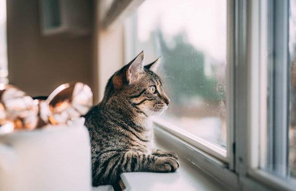 Γάτα μόνη στο σπίτι: Τι κάνουμε για να αντέξει λίγες μέρες;