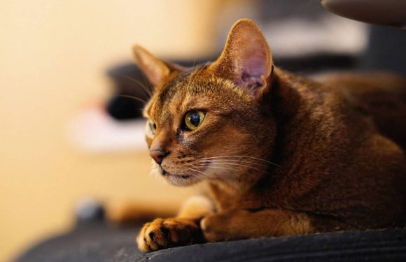Οι πιο έξυπνες ράτσες γάτας: Ποιες είναι οι κορυφαίες διάνοιες;