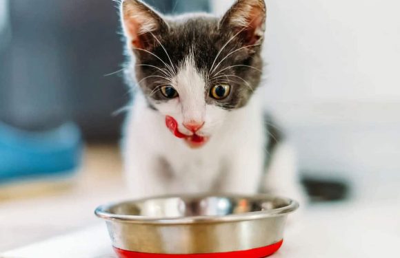 Πόσο πρέπει να τρώει μια γάτα; Οδηγός σίτισης για βέλτιστη υγεία!