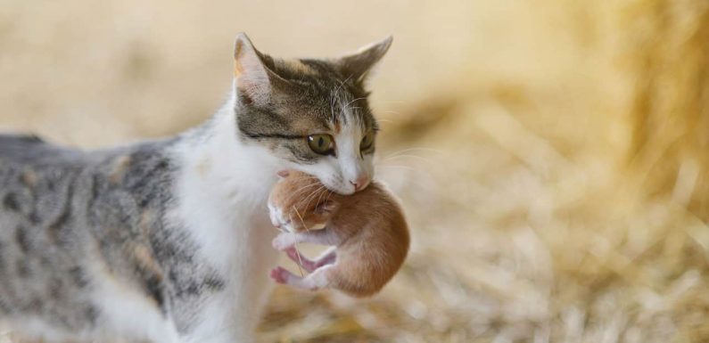 Πότε η γάτα διώχνει τα γατάκια της; Οι 5 πιο σημαντικοί λόγοι!