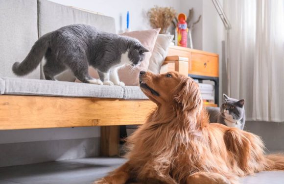 Σκύλος και γάτα: Η εκπαίδευση & η ιδανική συμβίωση μεταξύ τους!