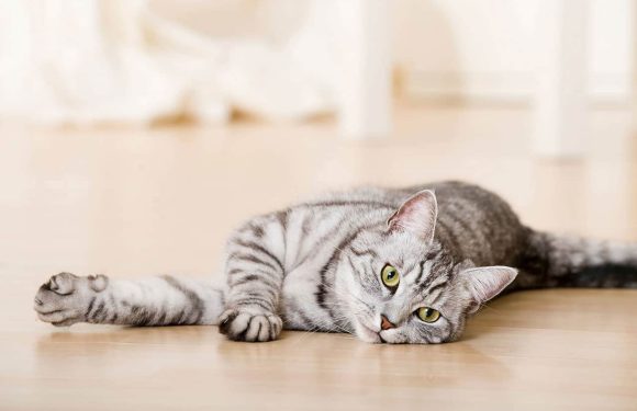 Συμπεριφορά γάτας: 5 περίεργες συμπεριφορές & η ερμηνεία τους!