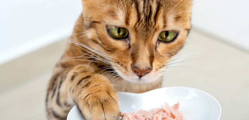 Τι τρώνε οι γάτες σύμφωνα με τους κτηνιάτρους;