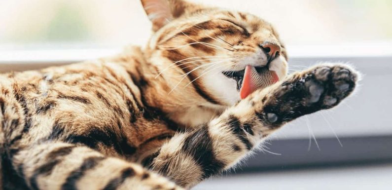 Τριχόμπαλες γάτας: Οι κίνδυνοι & τα συμπτώματά τους!