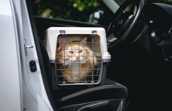 Pet taxi: Τι οφέλη έχω για τη μεταφορά του κατοικιδίου μου;