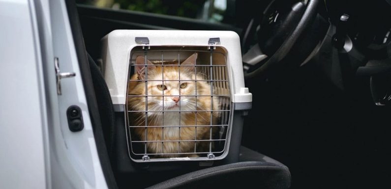 Pet taxi: Τι οφέλη έχω για τη μεταφορά του κατοικιδίου μου;