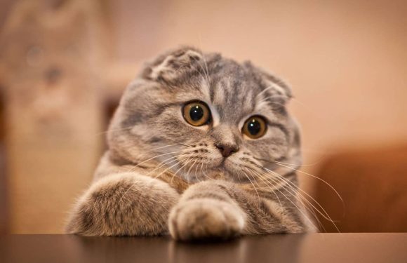 Σκωτσέζικη Γάτα Φολντ (Scottish Fold): Μια ασυνήθιστη ράτσα!