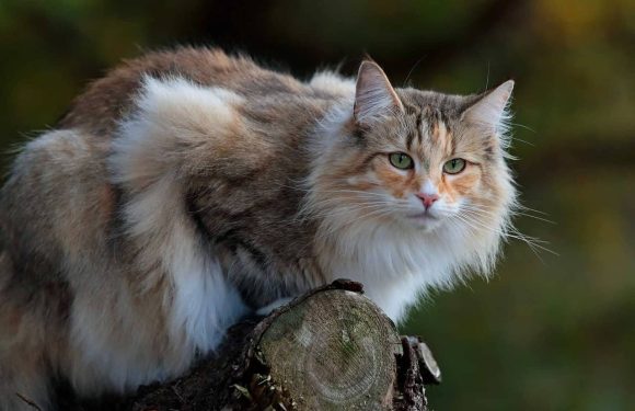 Γάτα Norwegian Forest: Η σκληροτράχηλη σκανδιναβική ράτσα!