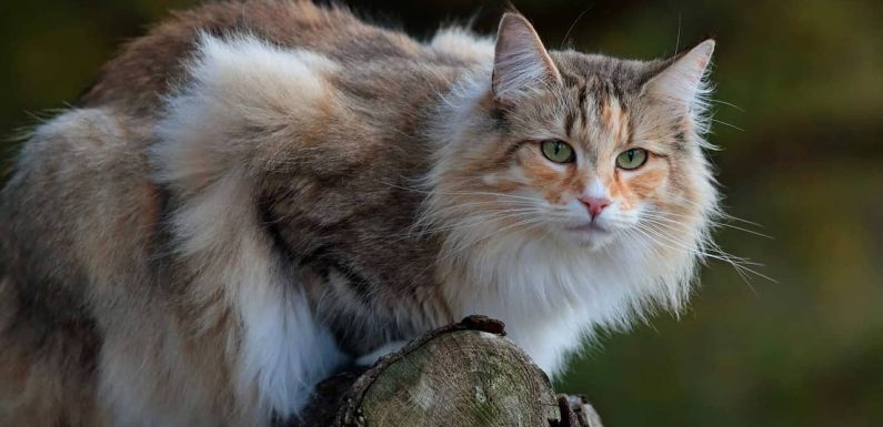 Γάτα Norwegian Forest: Η σκληροτράχηλη σκανδιναβική ράτσα!